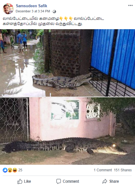 Crocodiles 2.png