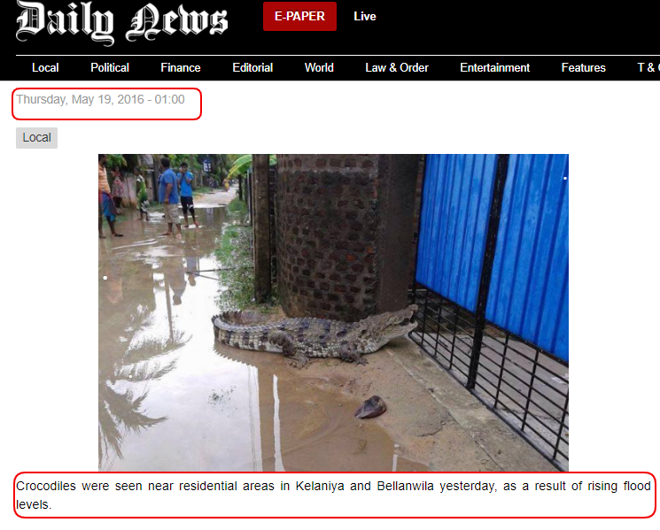Crocodiles 4.png
