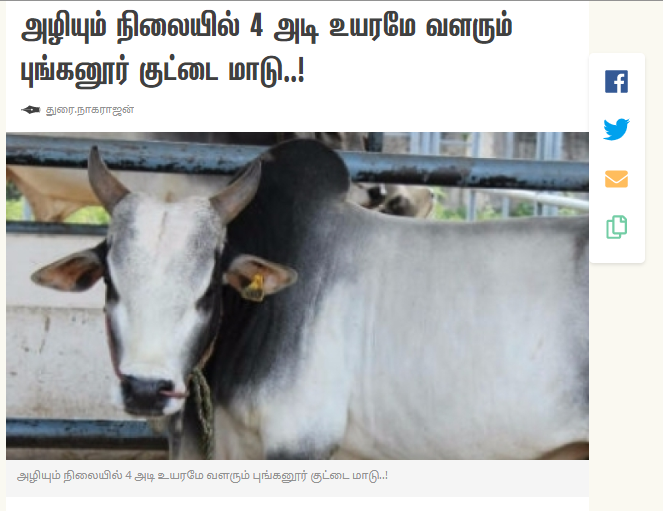 Cow 2A.png